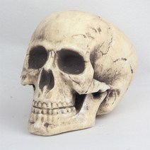 새날놀이 모형 해골(머리크기) 공포 담력훈련 소품 용품 할로윈데이 기타파티소품, 1개, 모형해골만