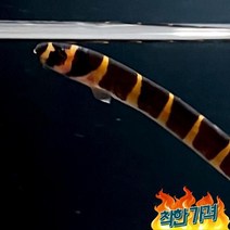 키우기쉬운 열대어 쿨리로치 물고기 키우기