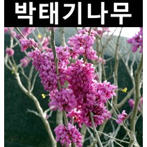 박태기 1m(분) 3개/나무 묘목/꽃나무/조경용