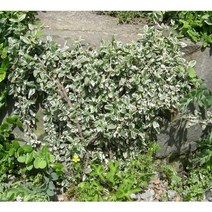 덩굴식물/ 줄사철(노박덩굴과) 은테줄사철/황금줄사철 포트, 은테줄사철(전국상록노지월동) /15주