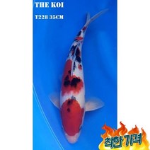 비단잉어대정삼색 T228 35cm연못용금붕어잉어민물고기열대어황금비단잉어