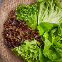 무농약 친환경 수경재배 쌈&샐러드채소(500g), 1박스, 500g
