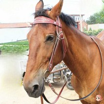 말고삐 말굴레 말용품 훈련 장비 액세서리 승마 고삐, 라인스톤 레드 말레이시아 소가죽+가죽 고삐