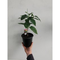카투라 커피나무 외목대 특특가 중형 35~55cm 49