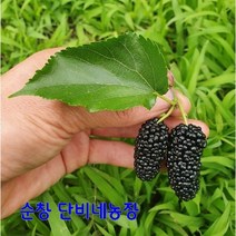 2023년 햇오디 10kg 출하중 순창오디