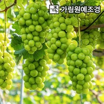 포도나무 유실수 가림원예조경, 청포도 샤인머스켓 5치포트(2개세트)
