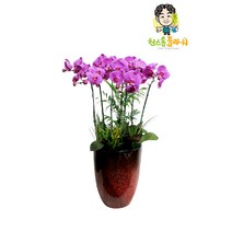 호접란 최고급형 서양란 개업 승진 축하화분 인테리어화분 서양난, 서양란 - 호접란 VVIP(고급형), 읍/면/리 단위 지역(배송비 2만원 추가)