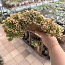 [해와달다육] 백록 철화 다육이(수입 뿌리무 희귀종), 1개