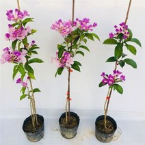 중고농막 모듈러주택 세컨하우스 등반 덩굴 마늘 덩굴은 키우기 쉽고 살기 정원 발코니 울타리 비계 및 기타 화분에 심는 식물에 적합합니다., 개화기에 100 120cm의 꽃봉오리, 대야 없이