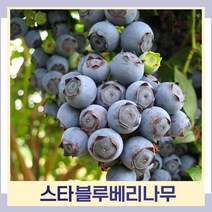 블루베리나무 묘목 스타 4년생 결실주 7치포트묘 1개