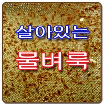 생물농장 물벼룩