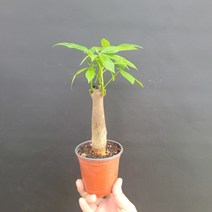 공기정화 파키라 소품 공기정화식물 152539