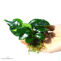 수초-옆전 나나 활착-열대어 어항 수족관 수중식물, 없음