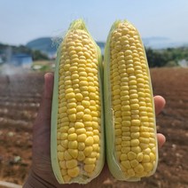 [엄지척농산물] 2023년 수확 첫출하 초당옥수수, 껍질깐 초당옥수수 중품 12cm이상 10개, 1개