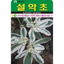 화려하고 아름다운 설악초 씨앗(30립)(A0722)