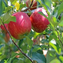 착한가격 나무생각 사과(홍로)*1등묘(10주묶음)