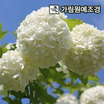 수국백당나무 수국백당 불두화 가림원예조경, 수국백당(불두화) 5치포트(2개세트)