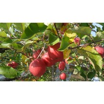 가정용사과 못난이 흠사과 햇사과 10kg 껍질째먹는 꿀부사 상주사과, 중소44과, 가정용 사과 10kg, 1개