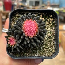 사마로 다육식물 용인수다육