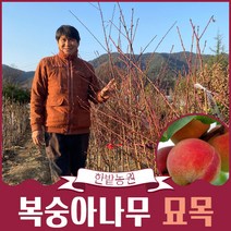 복숭아나무 묘목 2년생 결실주 마도카황도 올유명백도 과실수 유실수 원예 가든, 황도