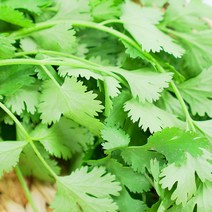 국내산 고수 1kg 고수나물 향신료 고수풀 당일수확 농장직송