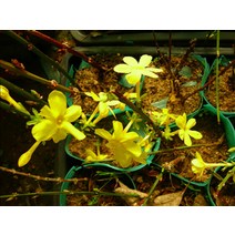 영춘화 100cm 내외 묘목 5그루 개나리와 비슷한 꽃