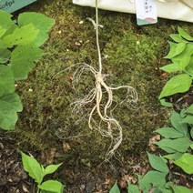 메키운삼 산양산삼 10년근 A+급 20뿌리 산삼 산양삼, 상세페이지 참조, 상세페이지 참조