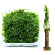 [바보사랑] 무결점 미니삼각 모스+트리모양 모스활착 1개 세트[미미네아쿠아]