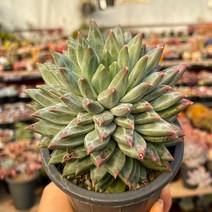 벨그레이브 다육식물 묵은둥이 용인수다육