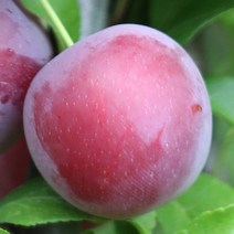 [충북농원] 이쿠미 자두 묘목 1년생 접목묘, 접목/1년생/중묘