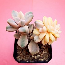 살구미인금 예쁜 다육 식물 랜덤1꺽1-45, 단품