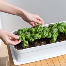 바질 키우기 허브 씨 모종 씨앗 채소 베란다 집에서 텃밭 식물 가꾸기 플라스틱 화분 심기, 8개