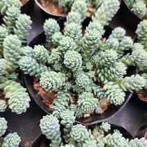 무스코이데움(소) 세덤 다육식물 선인장