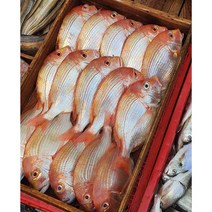 자연산 황돔 뱅코돔 제주직송, 황돔중 2마리(550~600g)내외