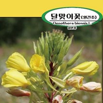 달맞이꽃씨앗100g(약20 000립)