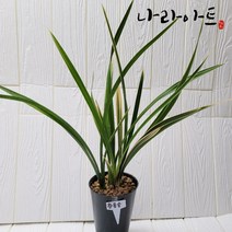 [나라아트] 할인행사 황룡금(4-5촉) 동양란 풍란 난, 1개