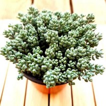 희성미인 방울세덤 구슬세덤 동그랗고 통통한 다육식물1-30, 단품