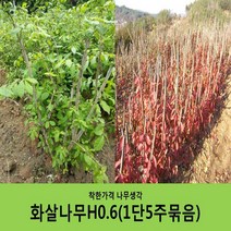 착한가격 나무생각 화살나무 묶음모음, 화살나무H0.6(60cm)5주묶음