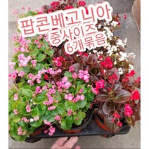 팝콘베고니아-중-6개묶음/꽃색이 달달하고 여리여리한 베고니아