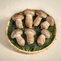 [고기버섯] 나는야버섯농부 [산지직송] 고기느타리 300g 3팩, 1박스