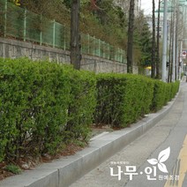 [나무인] 쥐똥나무 1.2미터 20그루, 20개