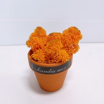 스칸디아모스 천연이끼 공기정화 독일 토분, 독일 토분 모스-오렌지