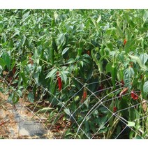 고추망 소포장 75cm 120cm 절화망 네트망 넝쿨 식물망, 1.2 x 20m