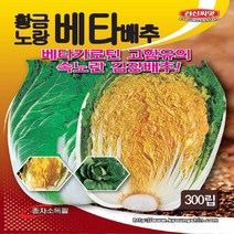 황금노랑베타배추 항암배추 씨앗 종자(300립), 1개