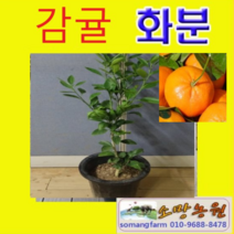 (D소망)귤나무(감귤)묘목 3년생(화분) 1그루 결실주