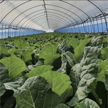 유기농 케일 신선초 주스용 즙용 1kg 2kg 무농약 채소 농장 녹즙, 신선초 5kg