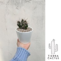 한 손에 쏙_ 금황환 / 금호 / 무자단선 / 백망룡 / 금오모자 / 만세선인장 / 괴마옥 - 납작직선세라믹