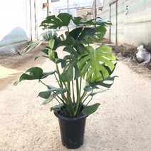 몬스테라