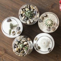 러브피어리 다육테라리움 미니화분 DIY KIT, 랜덤식물