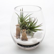 물방울 속 동물정원 테라리움 DIY KIT, 미어캣 세트, Tillandsia type